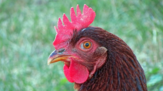 One West Central resident's lament for her rooster, banned by Spokane's urban farming rules