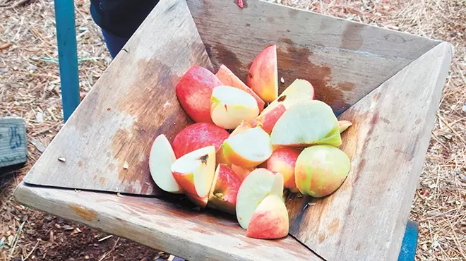 Image: Tasty benefits, to enjoy and share, may be in store for those who nurture old-growth apple trees