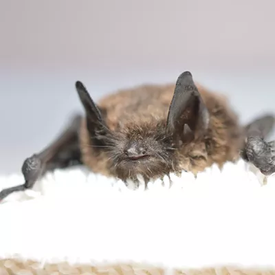 Image: Washington state finds more rabid bats this spring, here's what to do if one touches you