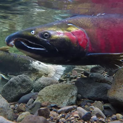 Image: SCOTUS decision puts Washington state on the hook for culverts in treaty rights case