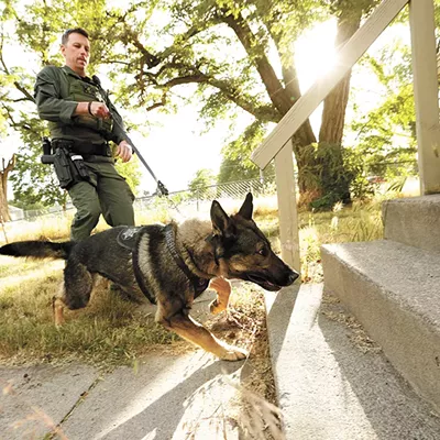 Image: Police K9s, like the Spokane sheriff's Gunnar, are experts at finding suspects who don't want to be found