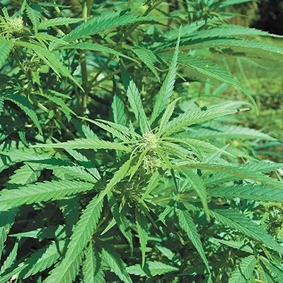 Image: New study suggests police are more effective in states with legal marijuana