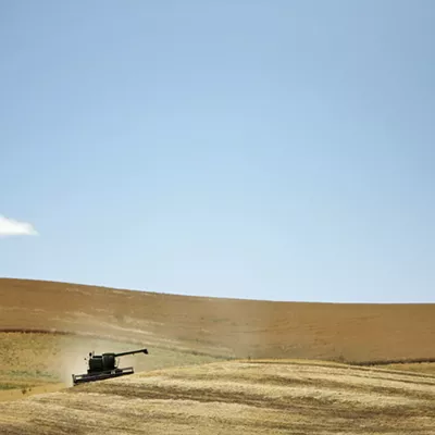 Image: WSU research aims to create wheat that's good for gluten-intolerant people