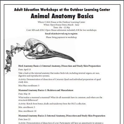 Animal Anatomy Basics Workshops