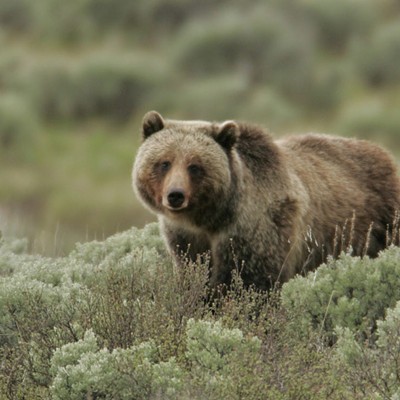 Grizzly Bear in Sage