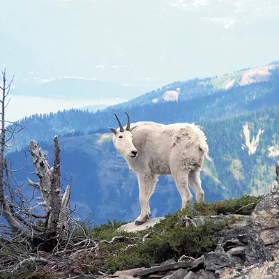 Image: Summer Bucketlist: Goats and Alpine Cycling Dreams