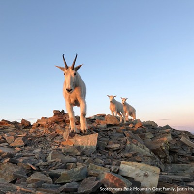 Scotchman Peaks Mountain Goat Family