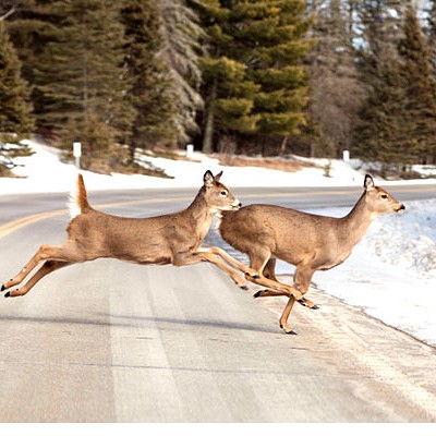 New U of Idaho study: Increasing U.S. cougar population would decrease deer-auto collisions