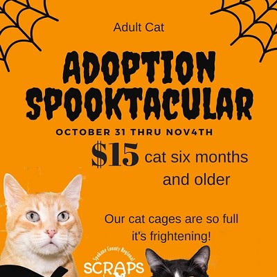 $15 to adopt a new friend? SCRAPS needs help clearing shelter after influx of cats