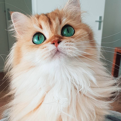 CAT FRIDAY: Four delightfully cute Insta-cats to follow right meow