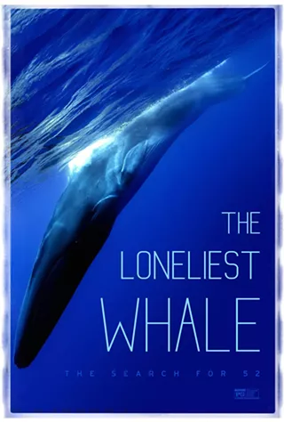 Image: The Loneliest Whale: The Search for 52