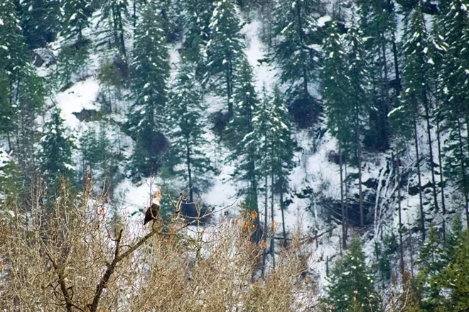 Image: Eagles of Lake Coeur d'Alene
