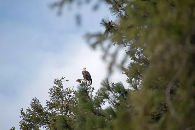 Image: Eagles of Lake Coeur d'Alene