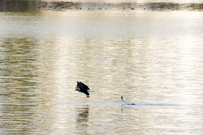 Image: Eagles of Lake Coeur d'Alene