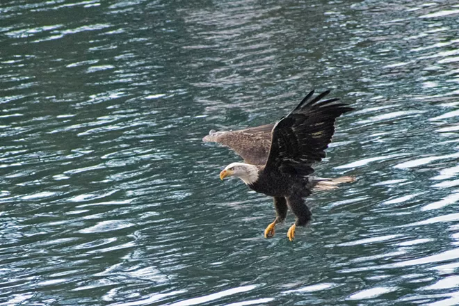 Image: Eagles of Lake Coeur d'Alene