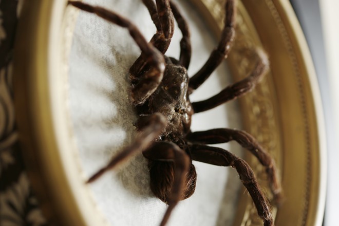 The Taxidermied Spiders of CarLy Haney