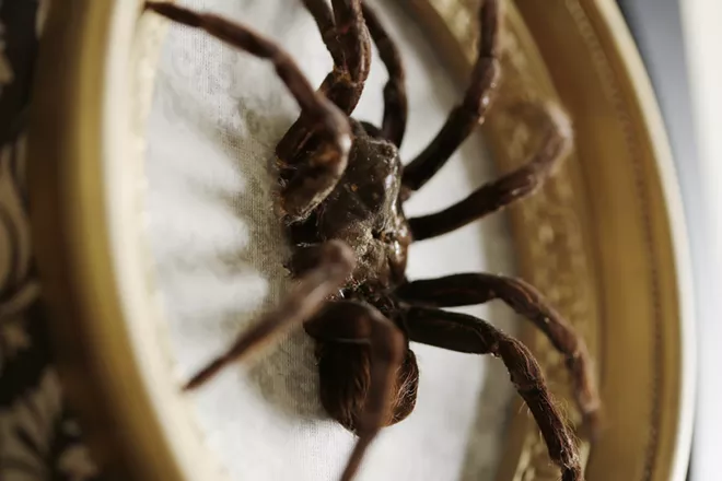 Image: The Taxidermied Spiders of CarLy Haney