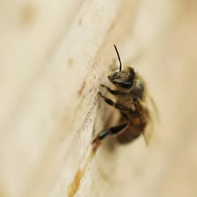 Image: HoneyLove Urban Beekeepers