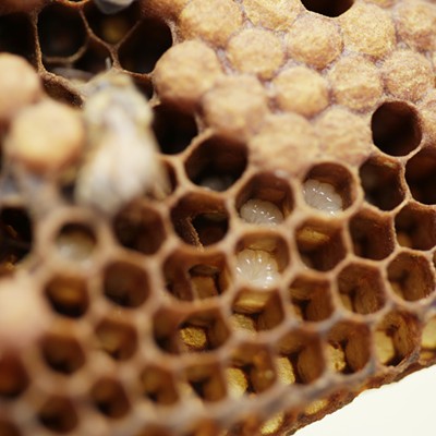 HoneyLove Urban Beekeepers