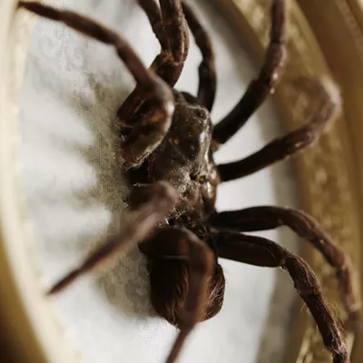 Image: The Taxidermied Spiders of CarLy Haney