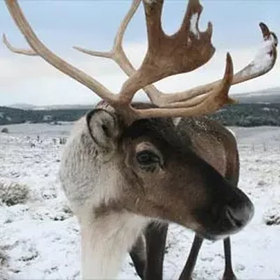 Image: WHAT'S UP TODAY? SFCC fall concert, Sandpoint jams and reindeer visits