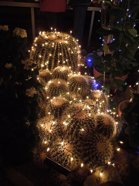 2012 holiday lights display at Manito's Gaiser Conservatory