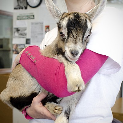 A baby goat at Inlander HQ