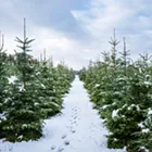 Image: A Christmas Labyrinth