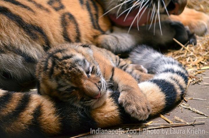 Indianapolis Zoo tiger cubs make public debut Friday