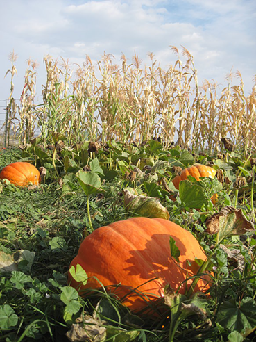 October is here, and with it haunted houses and corn mazes galore