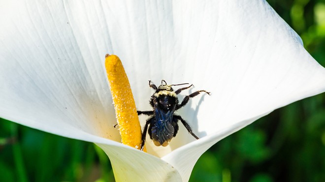 Image: A senior at Gonzaga thinks university campuses can increase biodiversity &mdash; and is taking photos to prove it