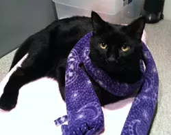 CAT FRIDAY: Vote for best local cat in our 22nd 'Best Of' Poll