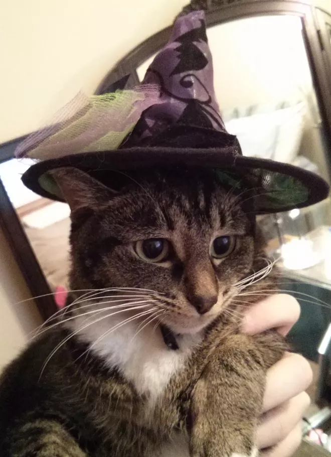 HALLOWEEN: Inlander staff cats in costume