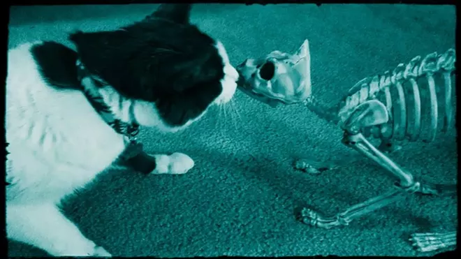 CAT FRIDAY: Results of the 2014 Halloween Cats Photo Contest