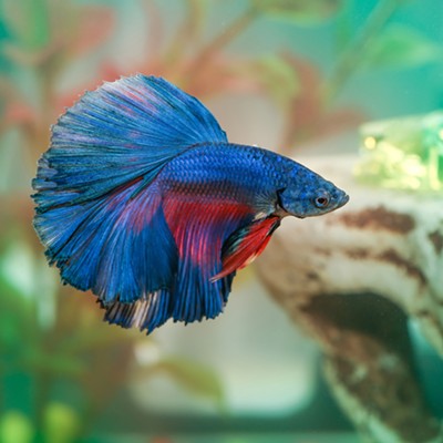 Betta fish may not seem like exciting companions, but my childhood pet showed me there's much more than meets the eye