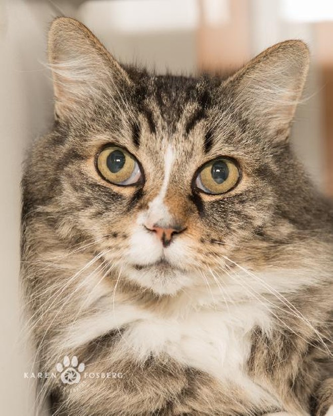 CAT FRIDAY: SCRAPS waives cat adoption fees this weekend