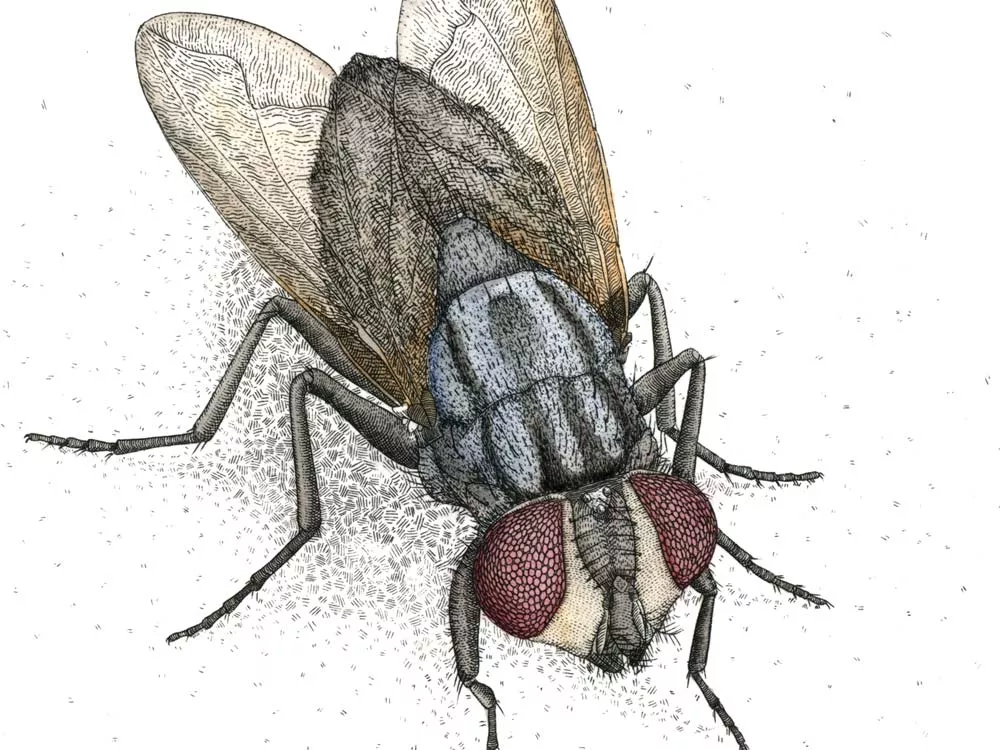 Bug-pocalypse