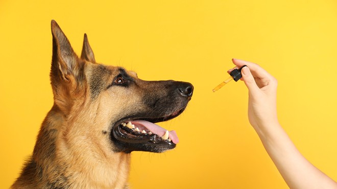 Can CBD ease pain, stress and more in cats and dogs? Sometimes, but the science is still very new