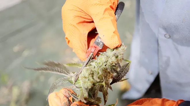 Image: Cannabis policy saw some yeas and some nays in Olympia this legislative session