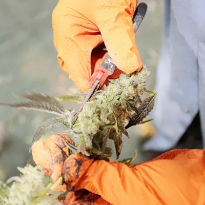 Image: Cannabis policy saw some yeas and some nays in Olympia this legislative sessionBy Will Maupin