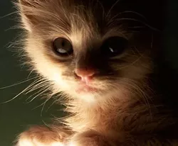 CAT FRIDAY: A few awesome cat-related Tumblrs