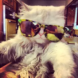 CAT FRIDAY: A few awesome cat-related Tumblrs