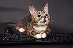 CAT FRIDAY: All of these celebri-cats are more famous than you