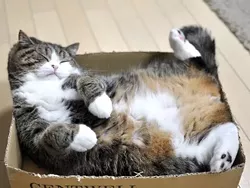CAT FRIDAY: All of these celebri-cats are more famous than you