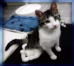 CAT FRIDAY: All of these celebri-cats are more famous than you