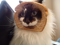 CAT FRIDAY: Breaded cats edition