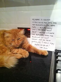 CAT FRIDAY: Cat Shaming