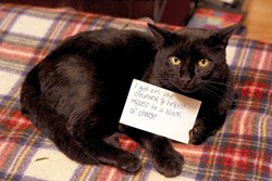 CAT FRIDAY: Cat Shaming