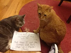 CAT FRIDAY: Cat Shaming