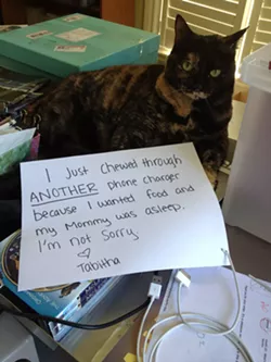 CAT FRIDAY: Cat Shaming